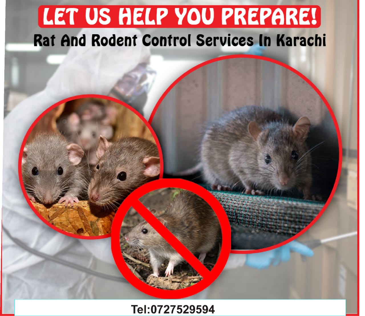 Rat and Rodents Control